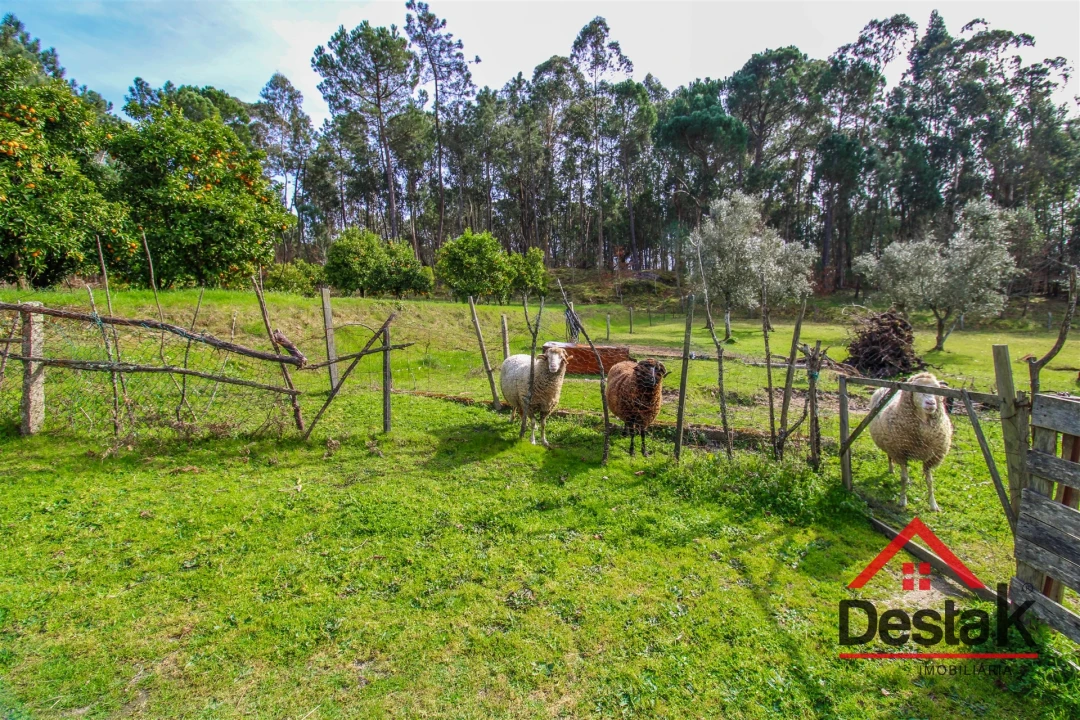 Quinta T0 para Venda em São Miguel do Outeiro e Sabugosa Foto 9