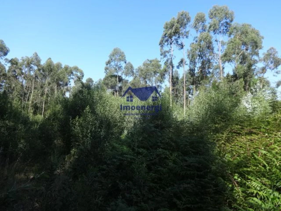 Terreno Agricola ou Rústico para Venda em Gião Foto 4