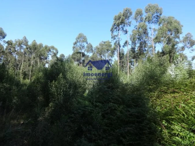 Terreno Agricola ou Rústico para Venda em Gião Foto 4