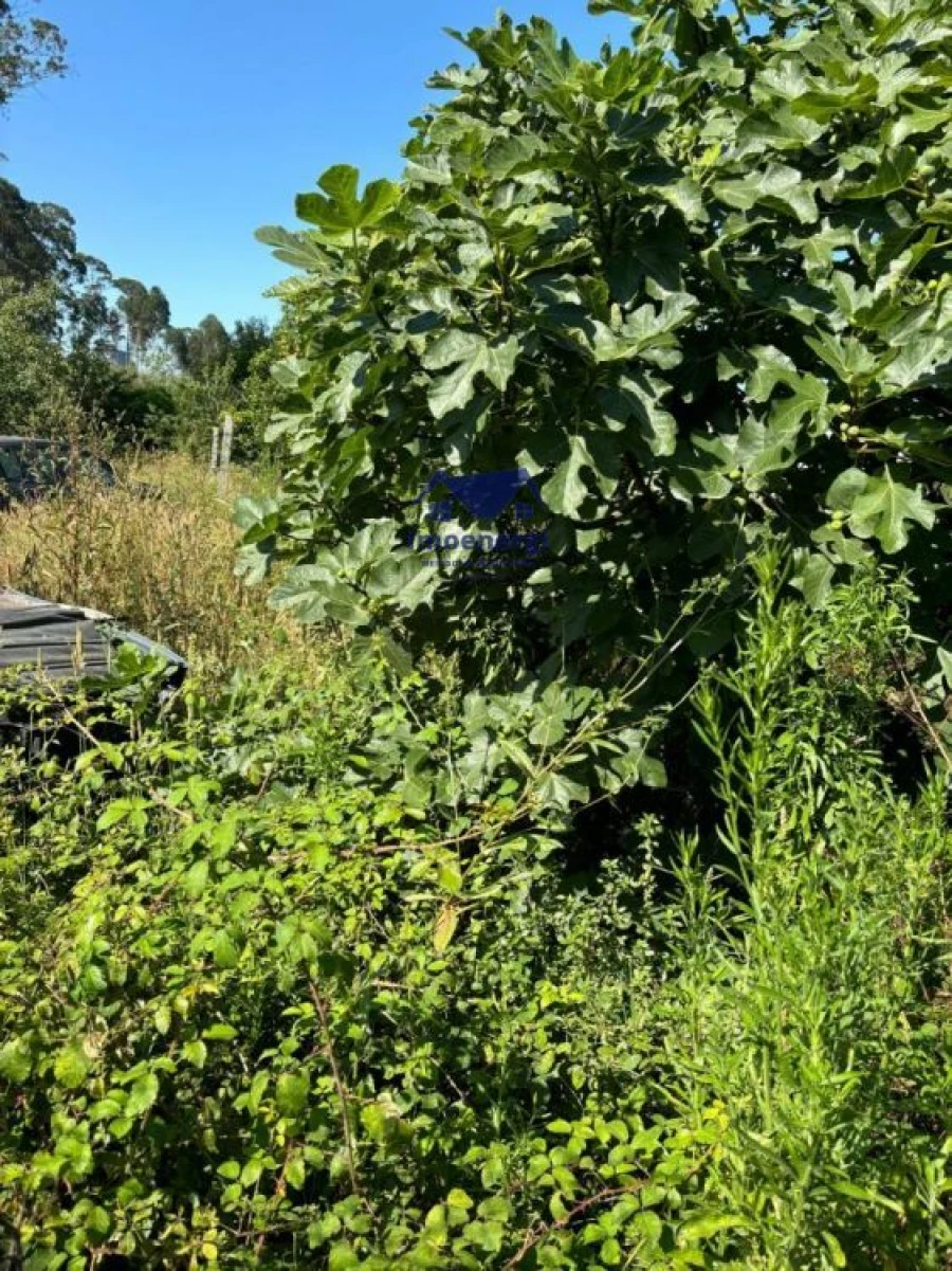 Terreno para Venda em Fajozes Foto 11