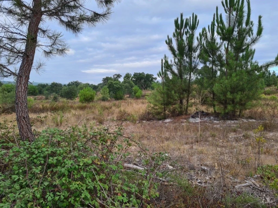 Terreno Agricola ou Rústico para Venda em Vendas Novas Foto 11