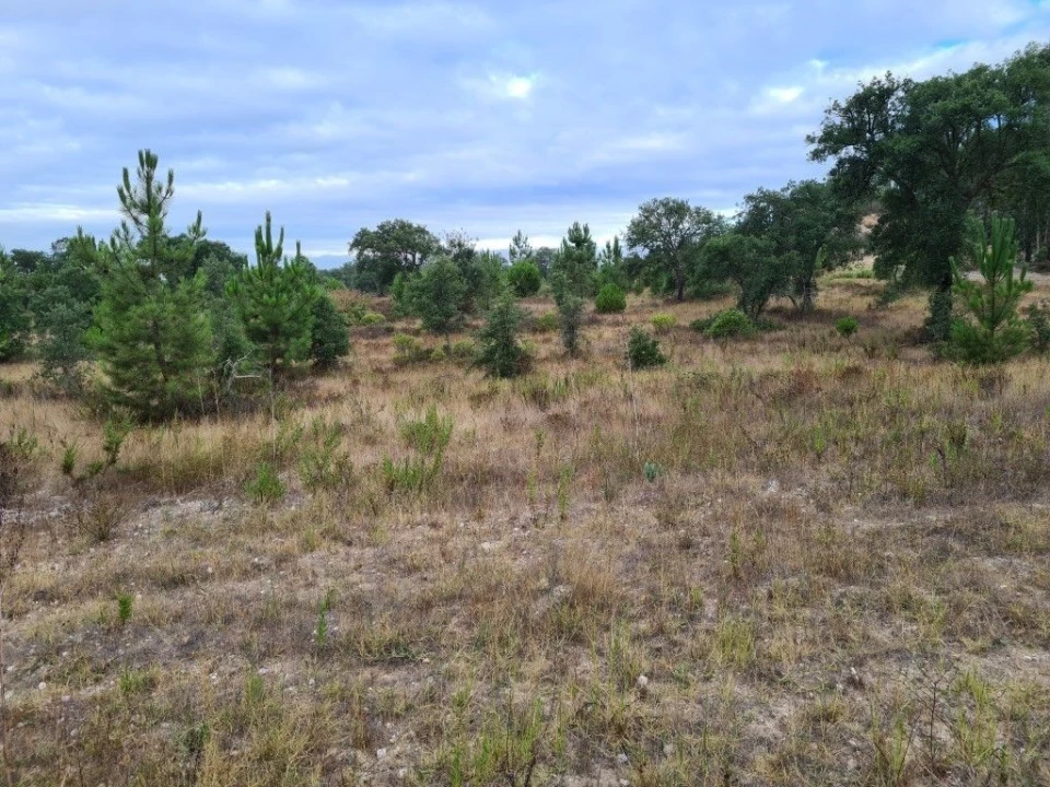 Terreno Agricola ou Rústico para Venda em Vendas Novas Foto 12