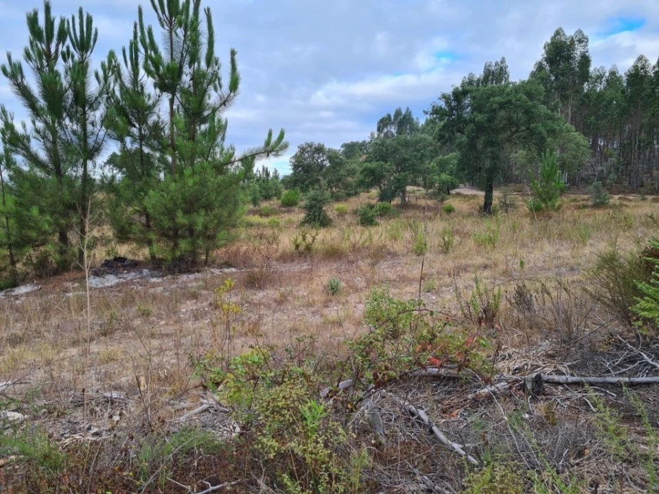 Terreno Agricola ou Rústico para Venda em Vendas Novas Foto 15