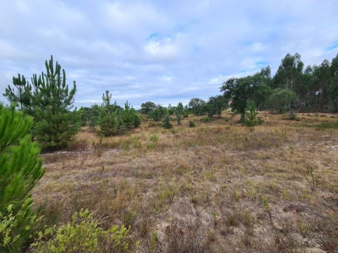Terreno Agricola ou Rústico para Venda em Vendas Novas Foto 13