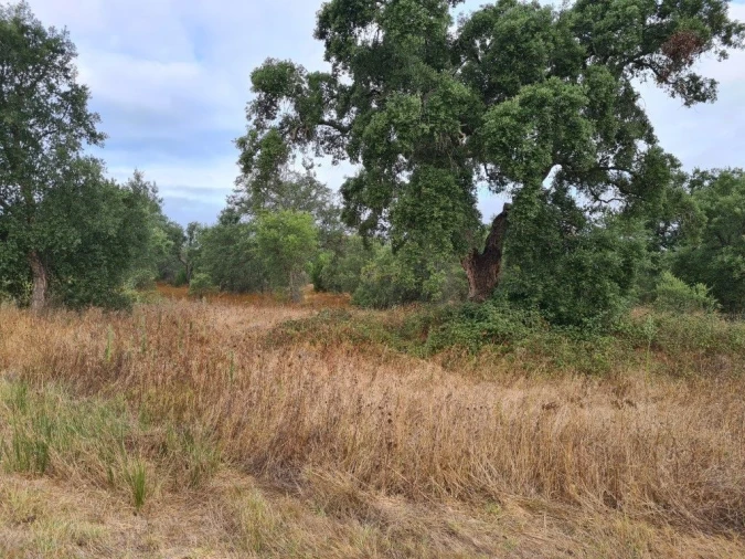 Terreno Agricola ou Rústico para Venda em Vendas Novas Foto 20