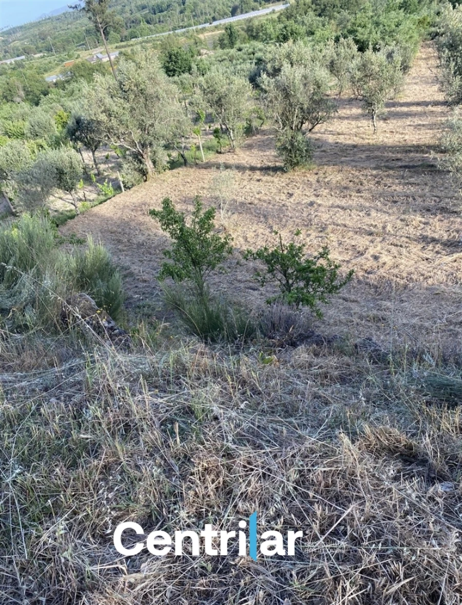 Terreno Misto para Venda em Mangualde, Mesquitela e Cunha Alta Foto 4