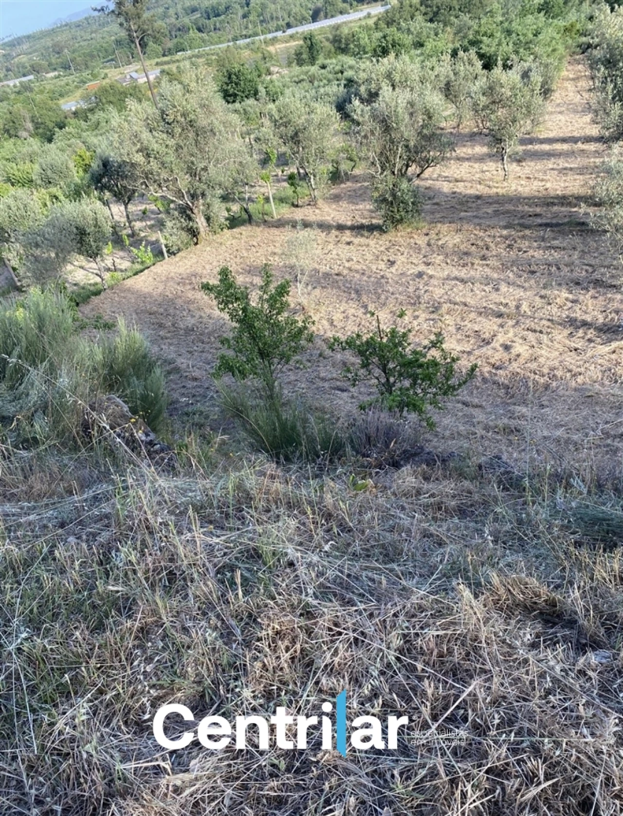 Terreno Misto para Venda em Mangualde, Mesquitela e Cunha Alta Foto 4