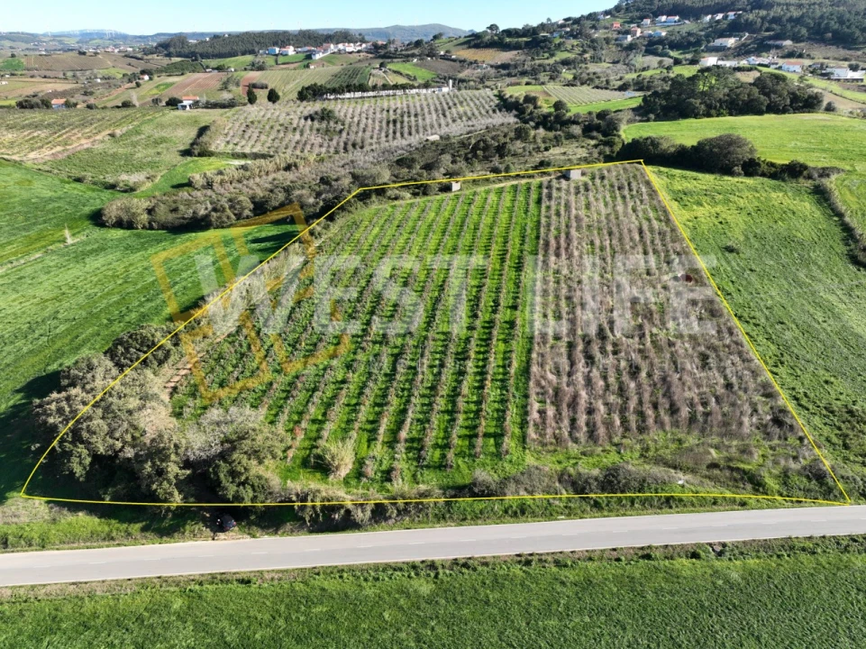 Terreno Agricola ou Rústico para Venda em Freiria Foto 1