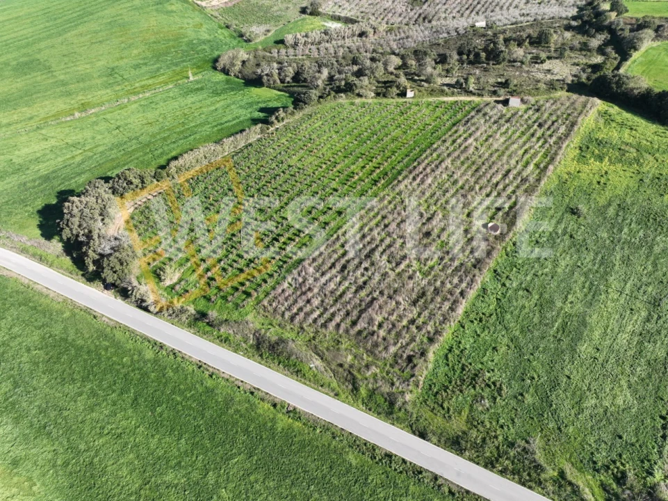 Terreno Agricola ou Rústico para Venda em Freiria Foto 5