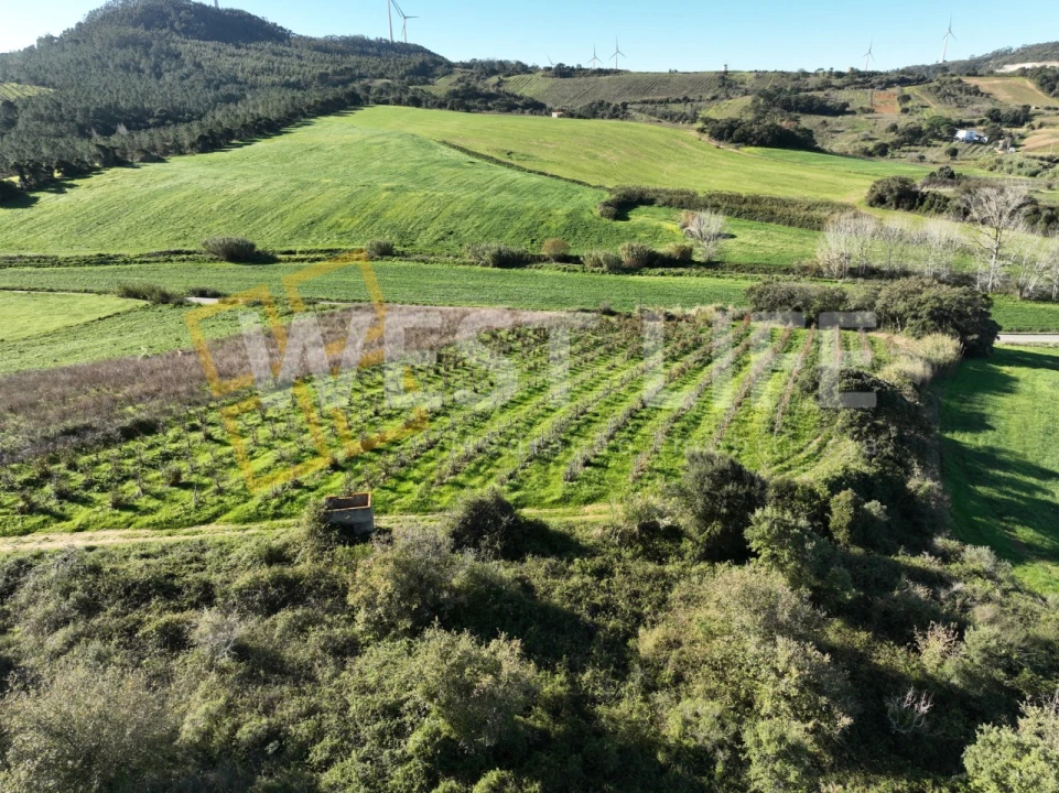 Terreno Agricola ou Rústico para Venda em Freiria Foto 8