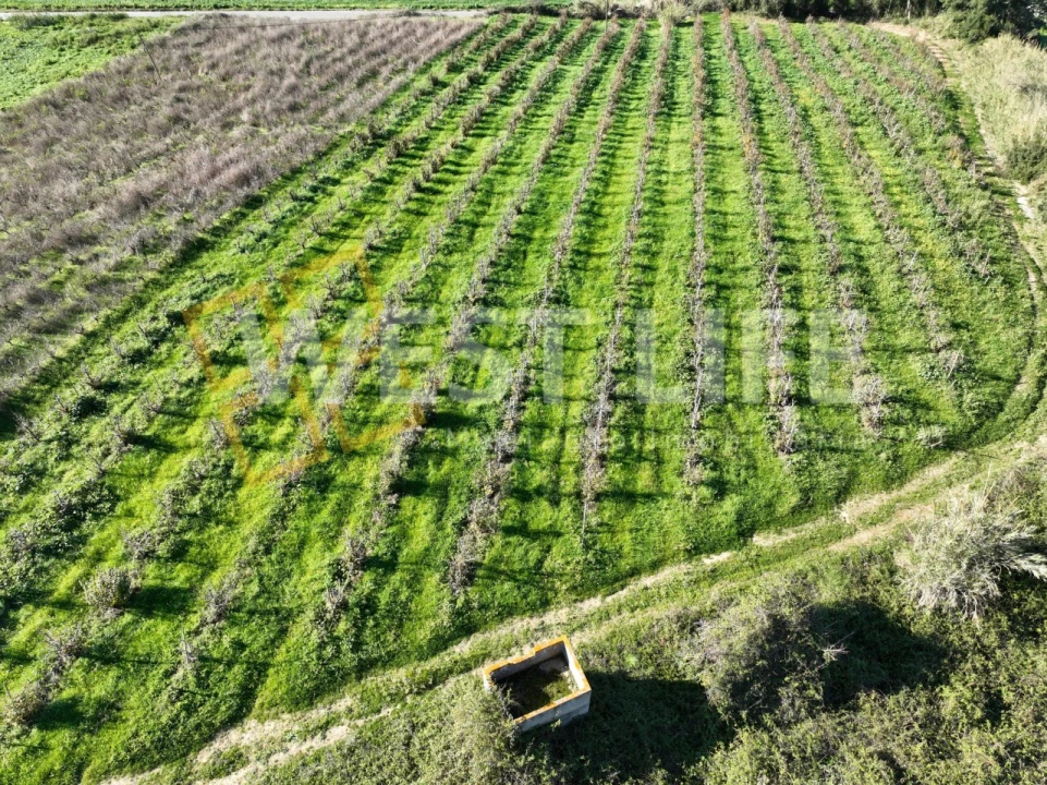 Terreno Agricola ou Rústico para Venda em Freiria Foto 9