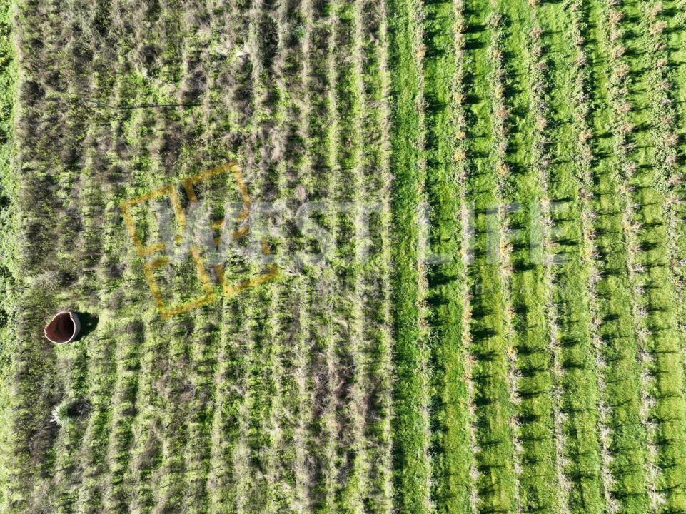Terreno Agricola ou Rústico para Venda em Freiria Foto 11