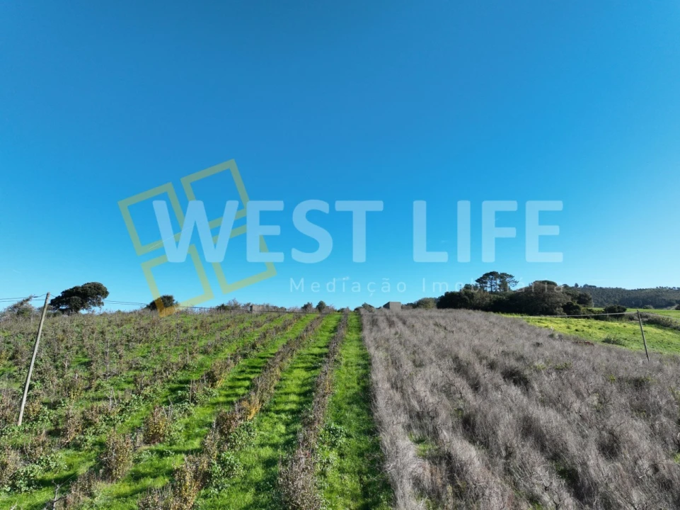 Terreno Agricola ou Rústico para Venda em Freiria Foto 14