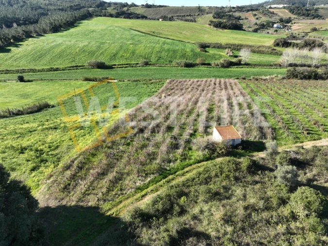 Terreno Agricola ou Rústico para Venda em Freiria Foto 3