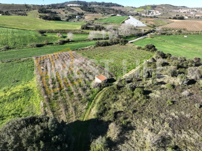 Terreno Agricola ou Rústico para Venda em Freiria Foto 4