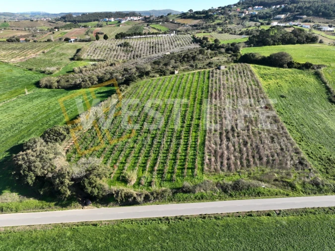Terreno Agricola ou Rústico para Venda em Freiria Foto 6
