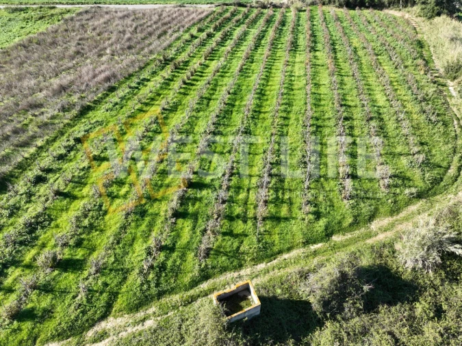 Terreno Agricola ou Rústico para Venda em Freiria Foto 9