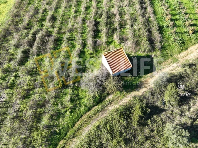 Terreno Agricola ou Rústico para Venda em Freiria Foto 10