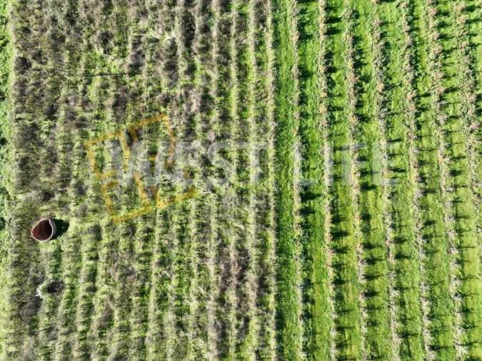 Terreno Agricola ou Rústico para Venda em Freiria Foto 11