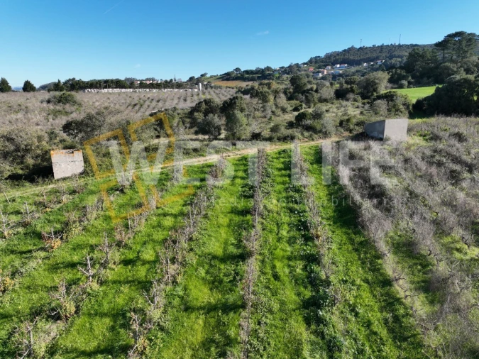 Terreno Agricola ou Rústico para Venda em Freiria Foto 15
