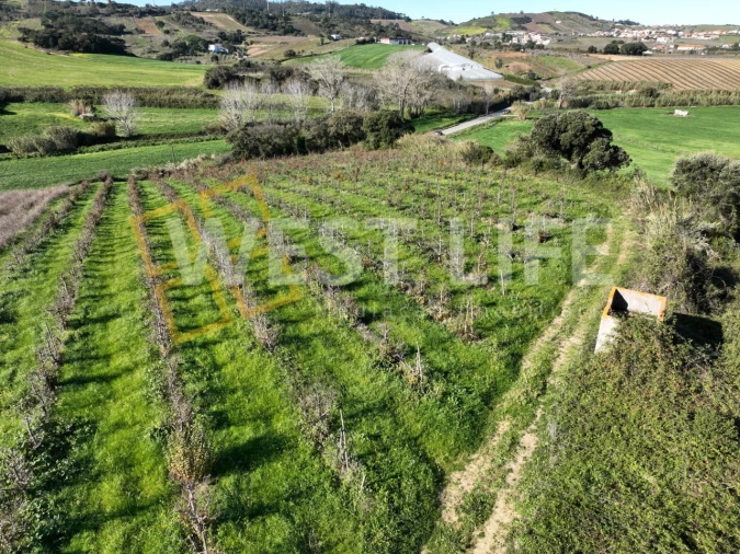Terreno Agricola ou Rústico para Venda em Freiria Foto 17