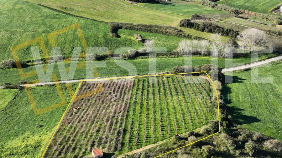 Terreno Agricola ou Rústico para Venda em Freiria