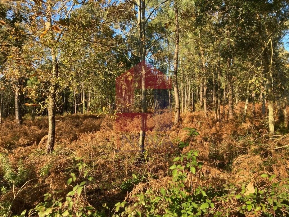 Terreno para Venda em Cervães Foto 17