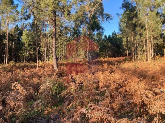 Terreno para Venda em Cervães Foto 14