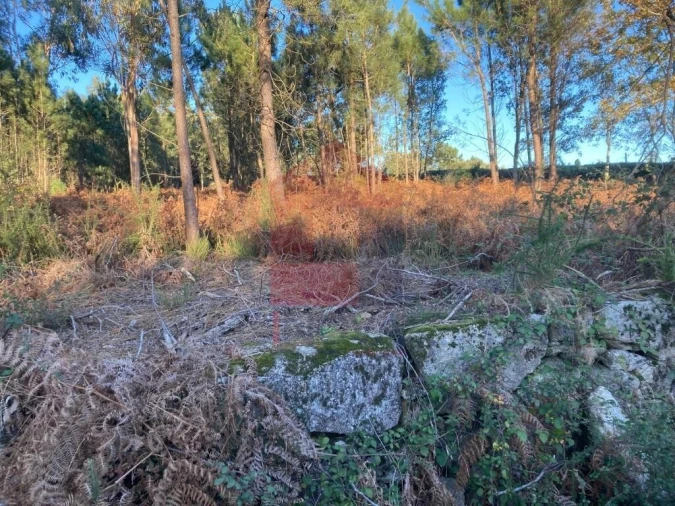 Terreno para Venda em Cervães Foto 12