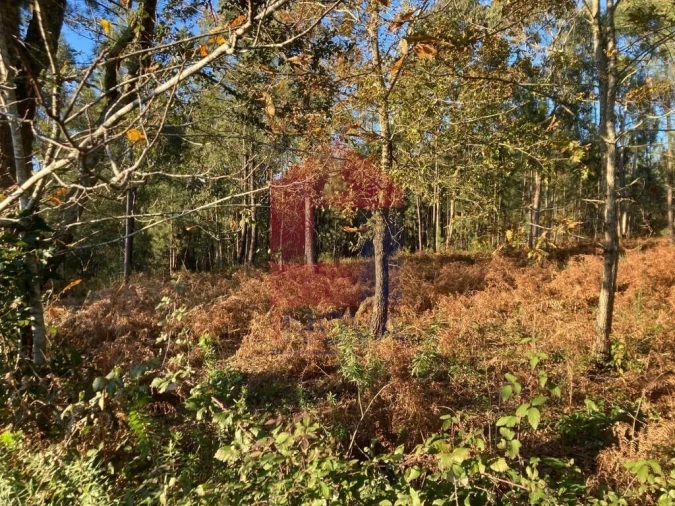 Terreno para Venda em Cervães Foto 16