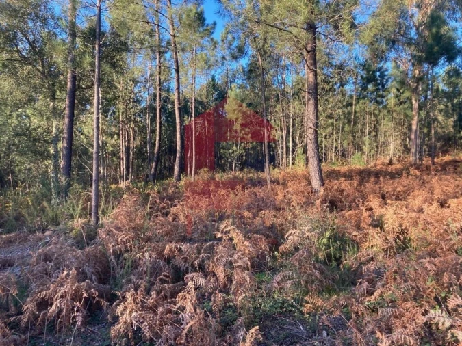 Terreno para Venda em Cervães Foto 13