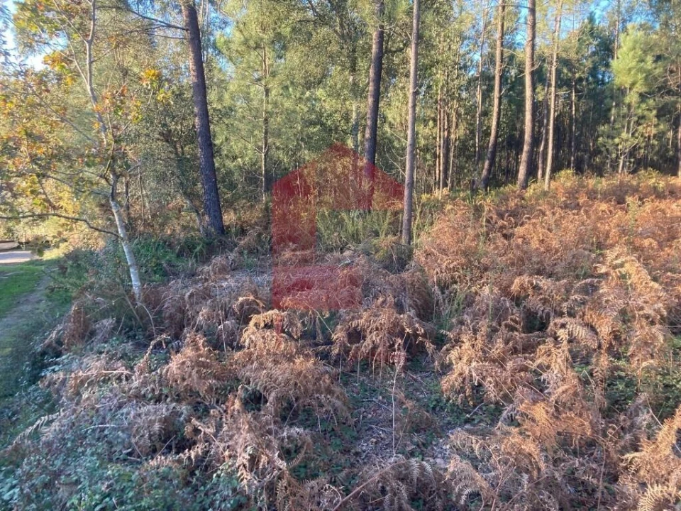 Terreno para Venda em Cervães Foto 15