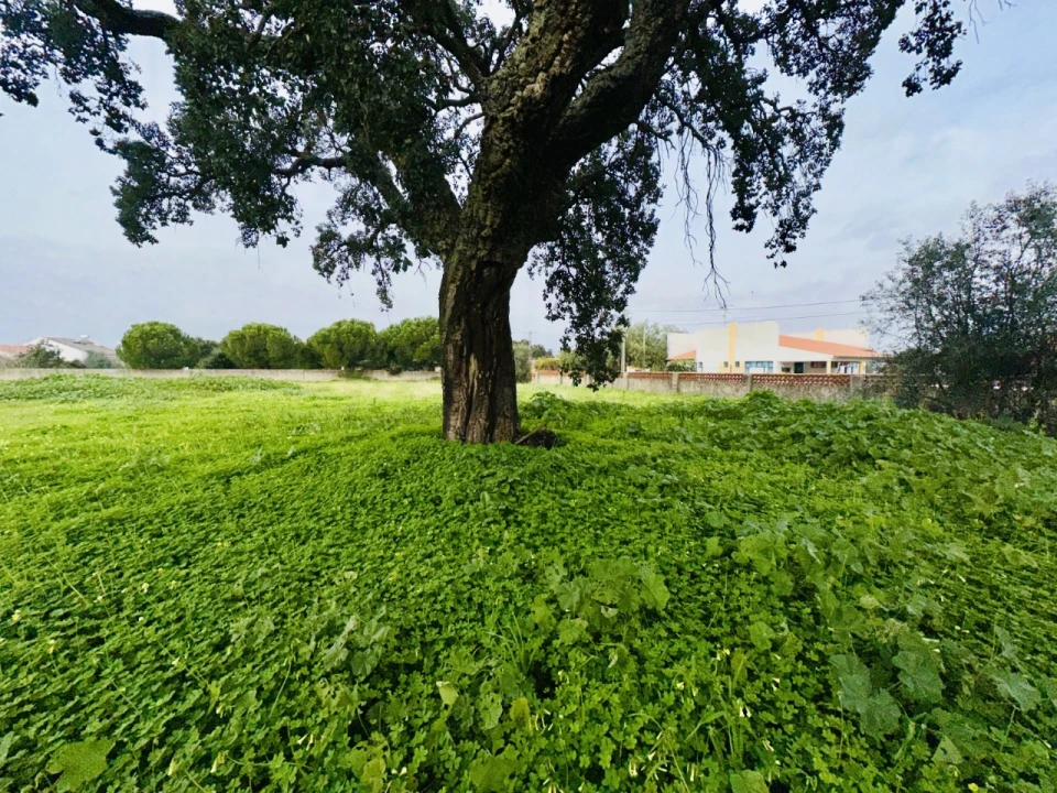 Terreno para Venda em São Miguel do Rio Torto e Rossio Ao Sul do Tejo Foto 21