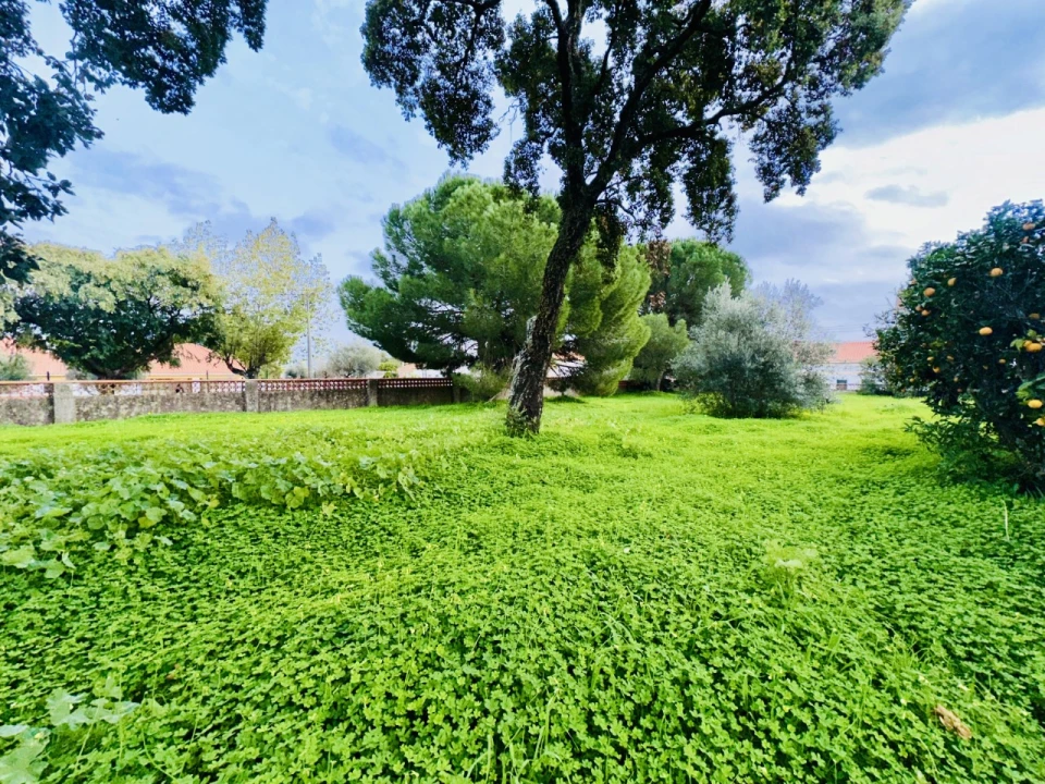 Terreno para Venda em São Miguel do Rio Torto e Rossio Ao Sul do Tejo Foto 22
