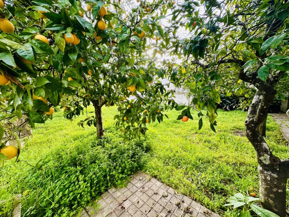 Terreno para Venda em São Miguel do Rio Torto e Rossio Ao Sul do Tejo Foto 39