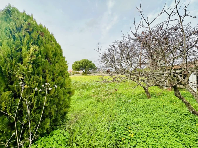 Terreno para Venda em São Miguel do Rio Torto e Rossio Ao Sul do Tejo Foto 14