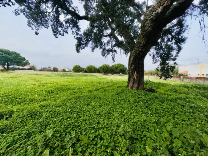 Terreno para Venda em São Miguel do Rio Torto e Rossio Ao Sul do Tejo Foto 20