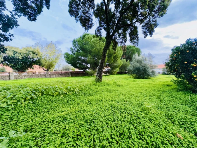 Terreno para Venda em São Miguel do Rio Torto e Rossio Ao Sul do Tejo Foto 22