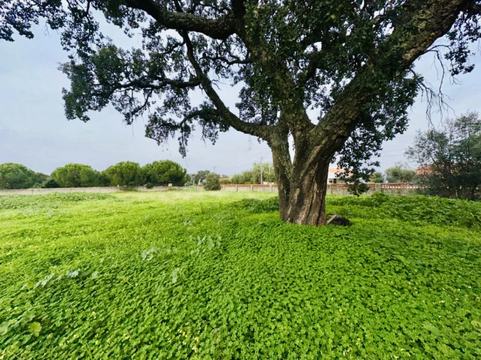 Terreno para Venda em São Miguel do Rio Torto e Rossio Ao Sul do Tejo Foto 27