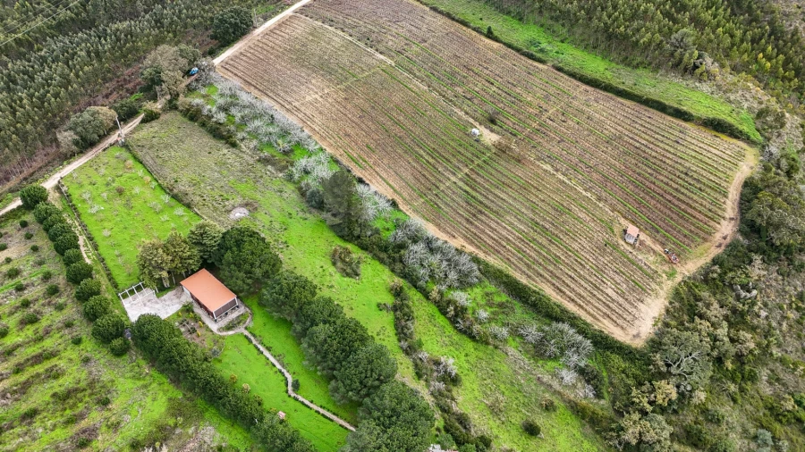 Terreno para Venda em Ribafria e Pereiro de Palhacana