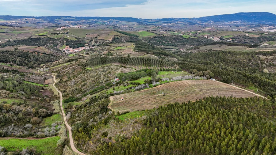 Terreno para Venda em Ribafria e Pereiro de Palhacana Foto 10
