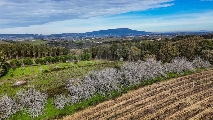 Terreno para Venda em Ribafria e Pereiro de Palhacana Foto 2