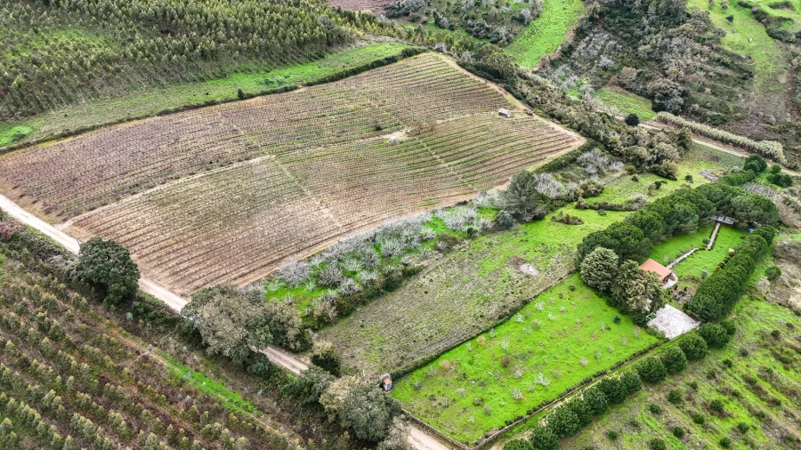 Terreno para Venda em Ribafria e Pereiro de Palhacana Foto 4