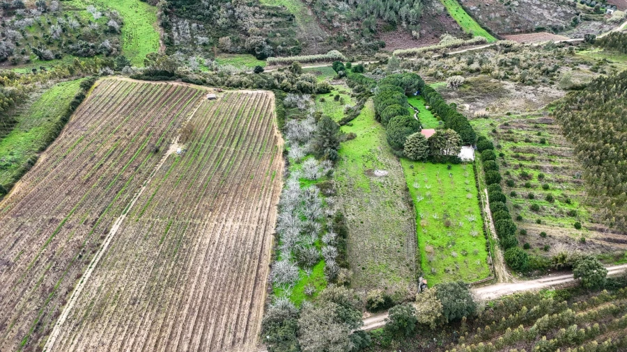 Terreno para Venda em Ribafria e Pereiro de Palhacana Foto 3