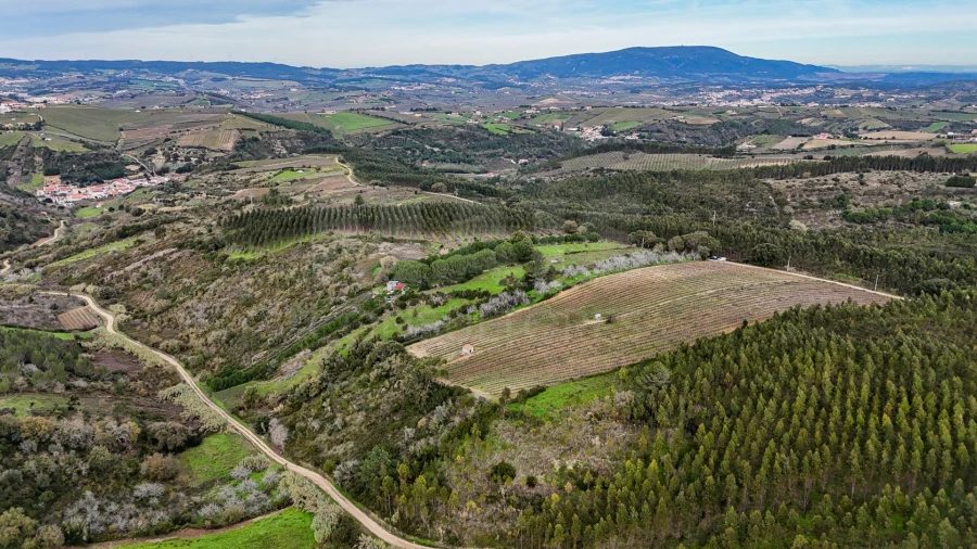 Terreno para Venda em Ribafria e Pereiro de Palhacana Foto 9