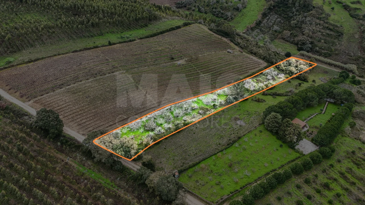 Terreno para Venda em Ribafria e Pereiro de Palhacana Foto 5