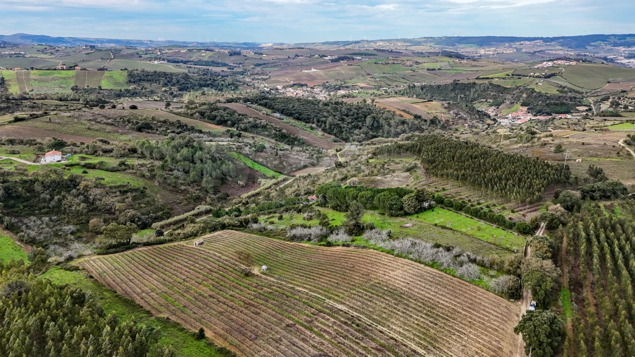 Terreno para Venda em Ribafria e Pereiro de Palhacana Foto 12