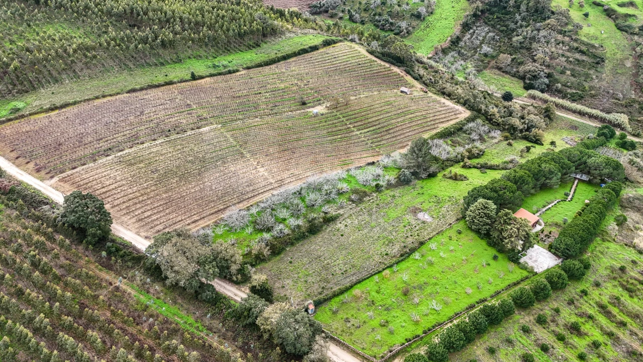 Terreno para Venda em Ribafria e Pereiro de Palhacana Foto 4