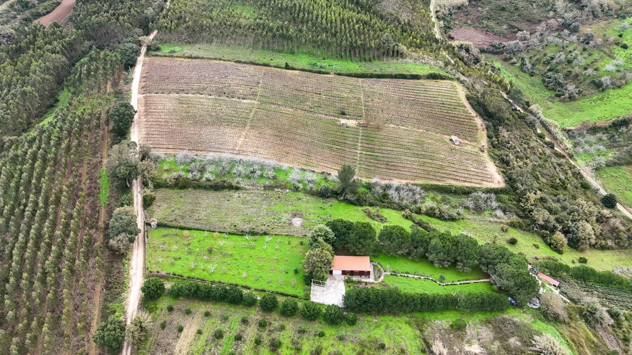 Terreno para Venda em Ribafria e Pereiro de Palhacana Foto 6