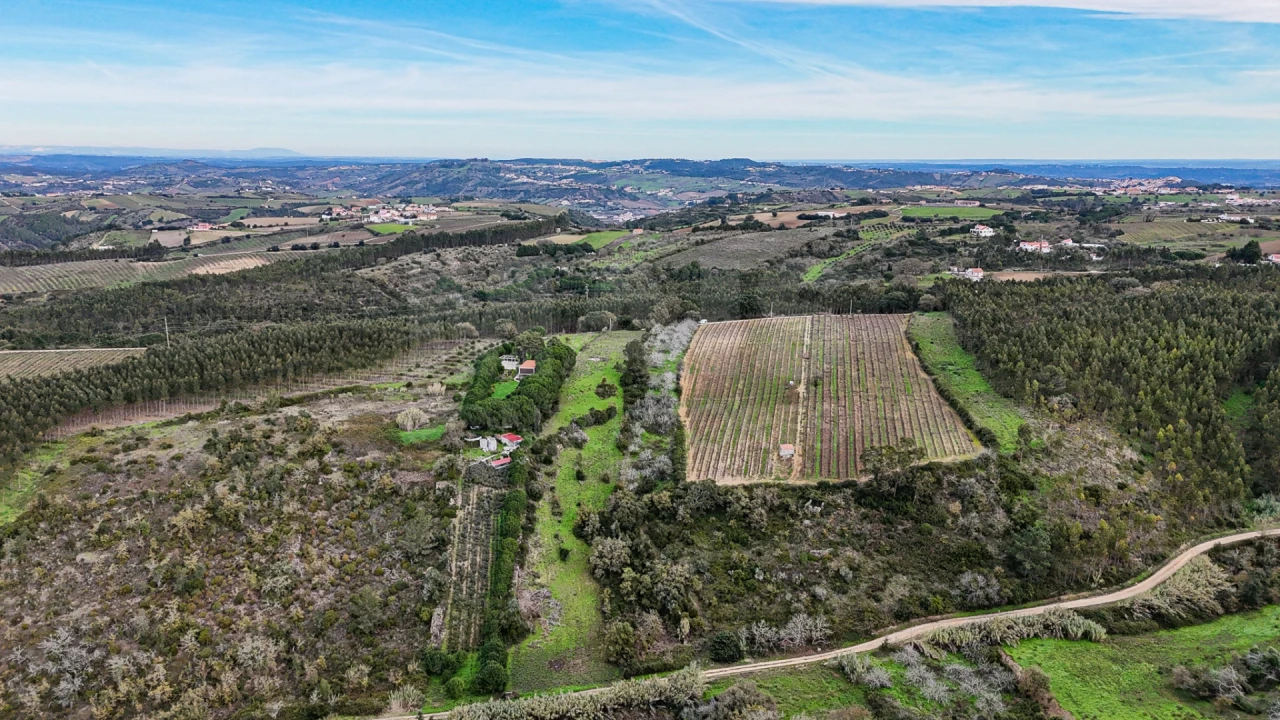 Terreno para Venda em Ribafria e Pereiro de Palhacana Foto 8